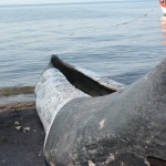 Traditional Wooden Boat