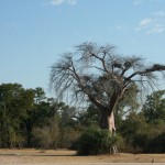 Bao Bao Tree In Zambia