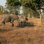 Zambia Safari Elephants